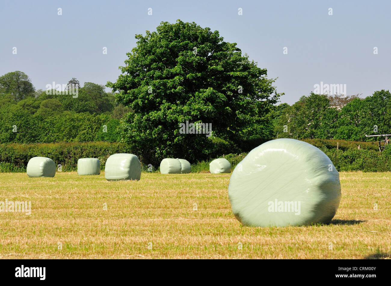 Plastic wrapping hires stock photography and images Alamy