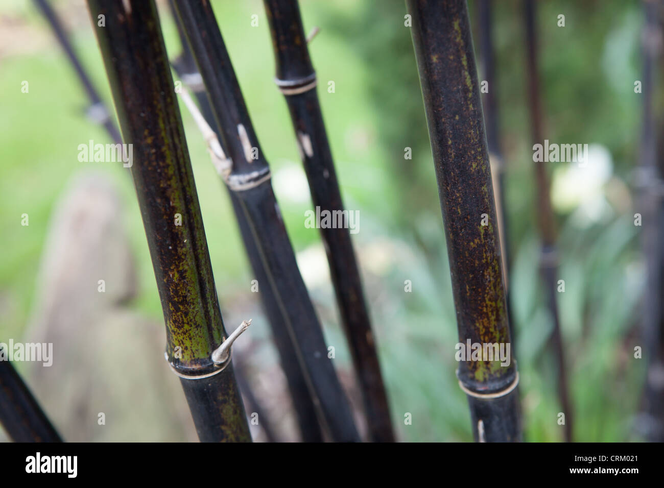 Phyllostachys nigra (Black bamboo) Culms Stock Photo Alamy