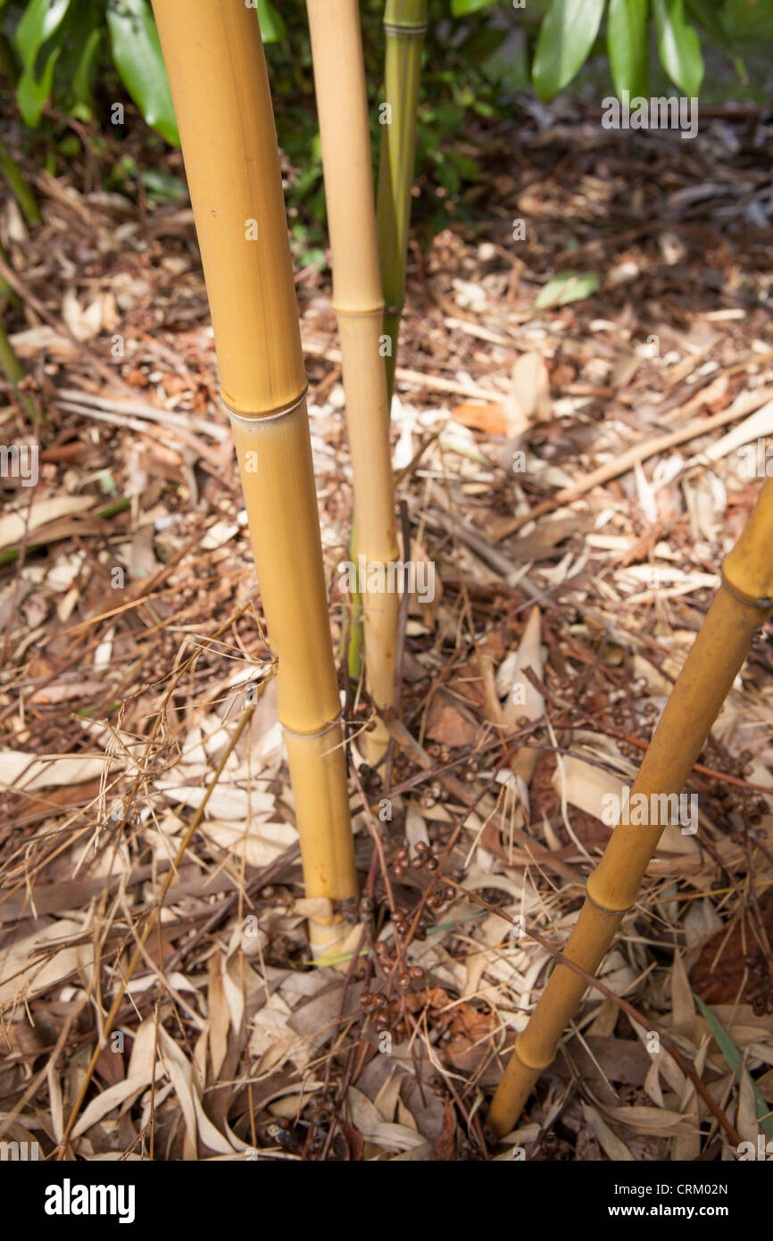 Phyllostachys bambusoides 'Castillonis' Yellow Bamboo Culms Stock Photo