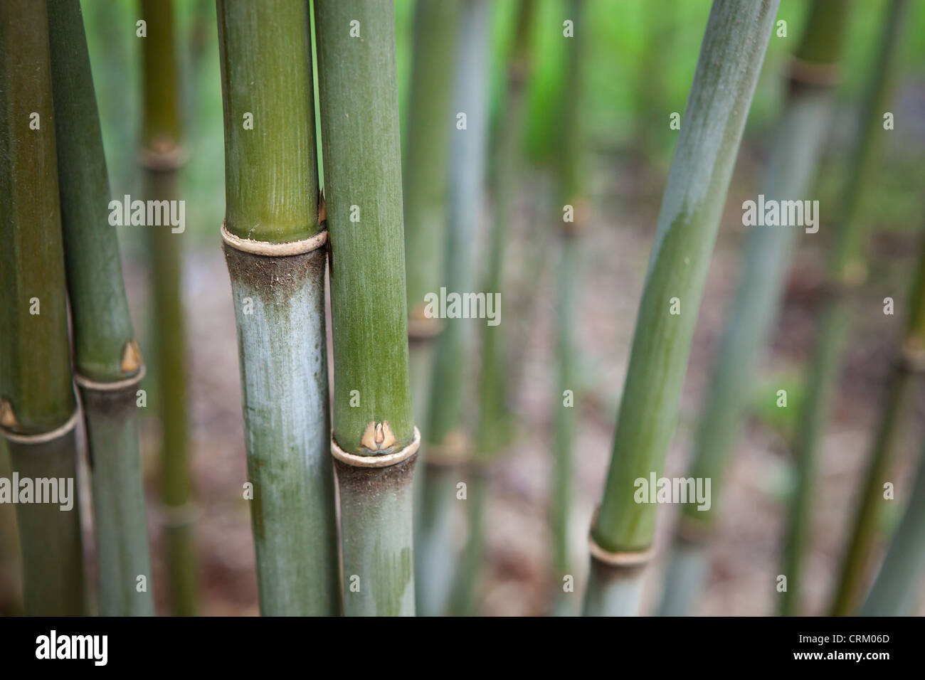 Borinda Bamboo - close up detail of culms Stock Photo