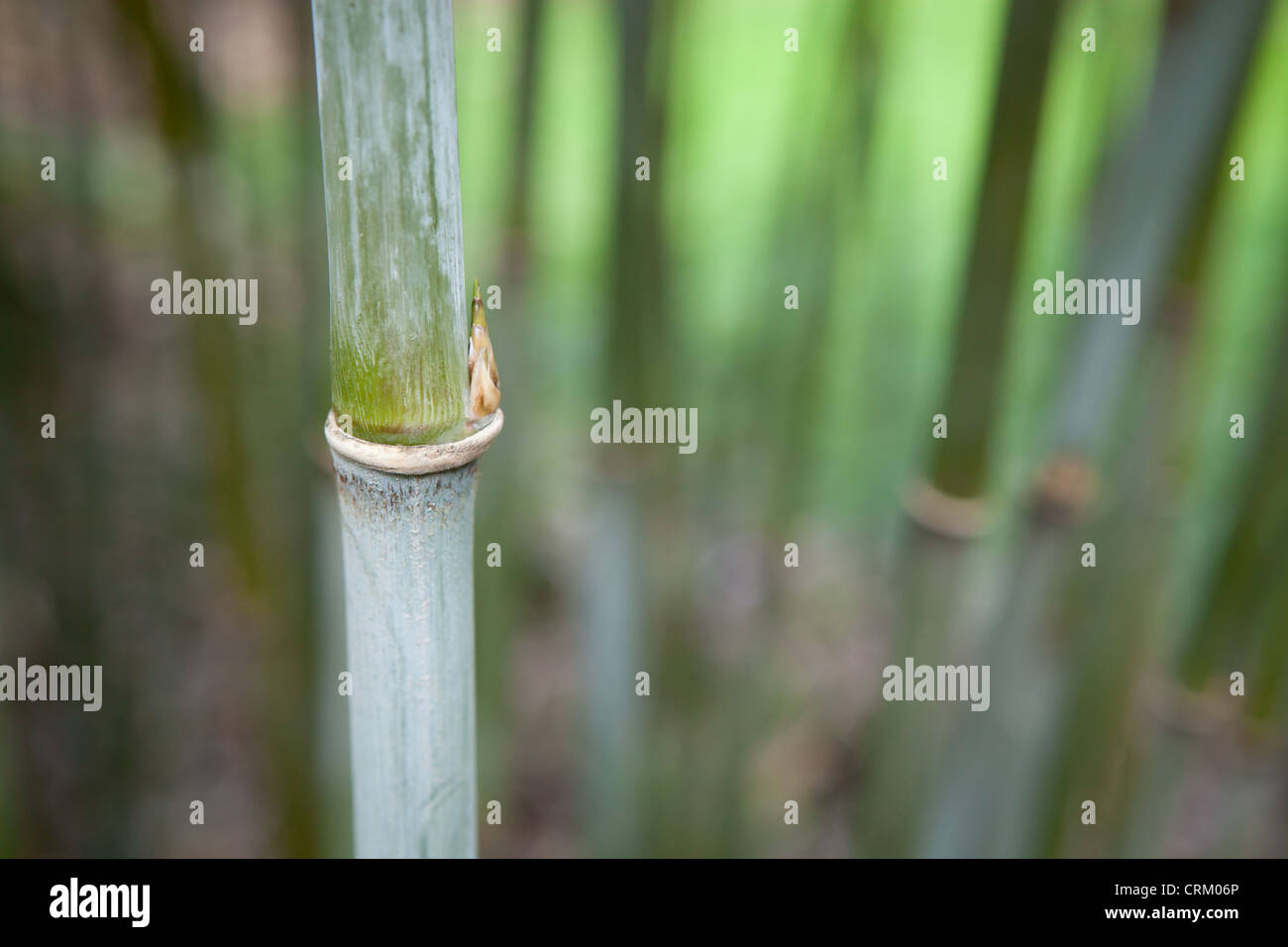 Borinda Bamboo - close up detail of culms Stock Photo