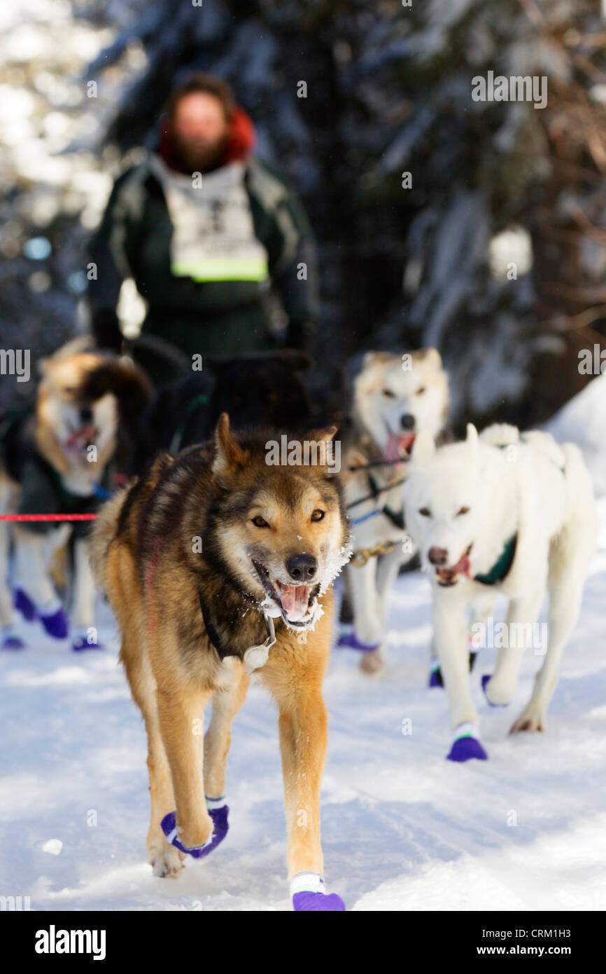 Peter McClelland's team on the trail during the John Beargrease Sled Dog Marathon on February 1, 2011 in remote Northern MN. Stock Photo