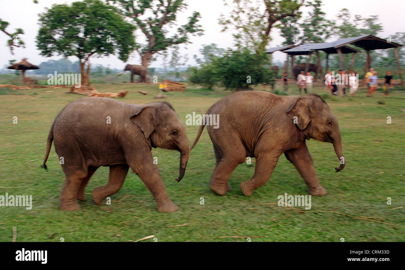 Two young elephants run a race in Nepal Stock Photo Alamy