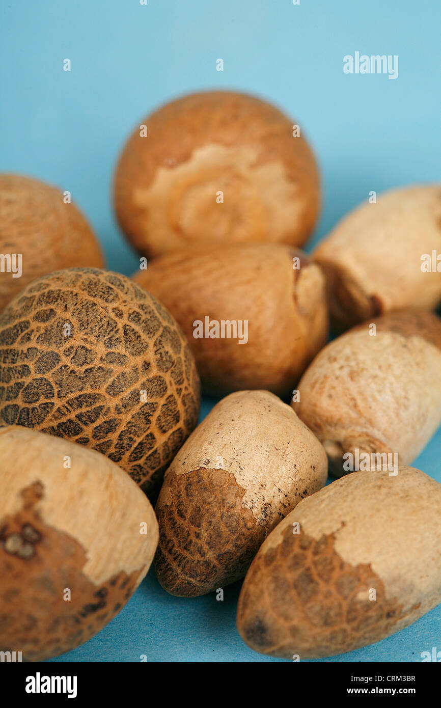 Areca nut, also known as Betel nut, has a bitter and tangy taste. It is often chewed in combination with the leaves of Betel tobacco and calcium oxide (lime) by elderly people in south eastern Asia, largely the main cause of oral cancer in the region Stock Photo