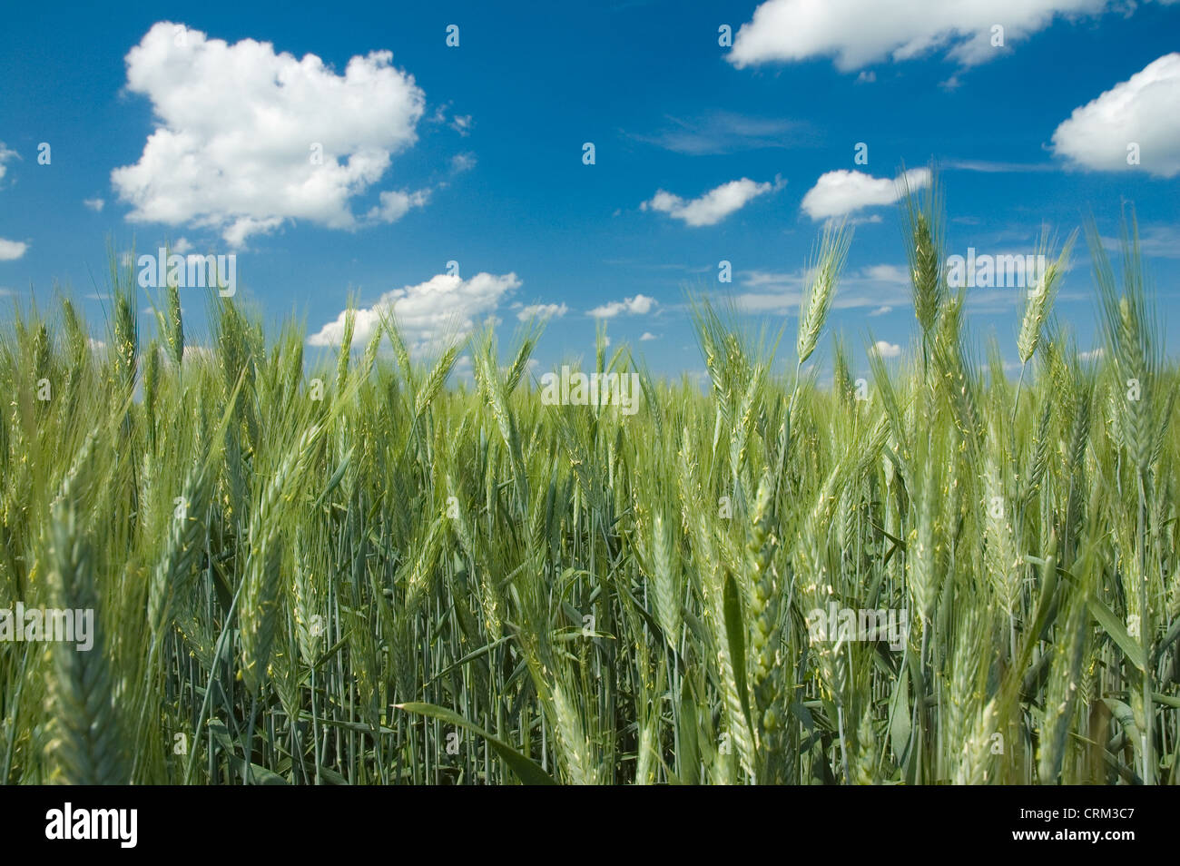 Wheat field with blue sky background Stock Photo - Alamy