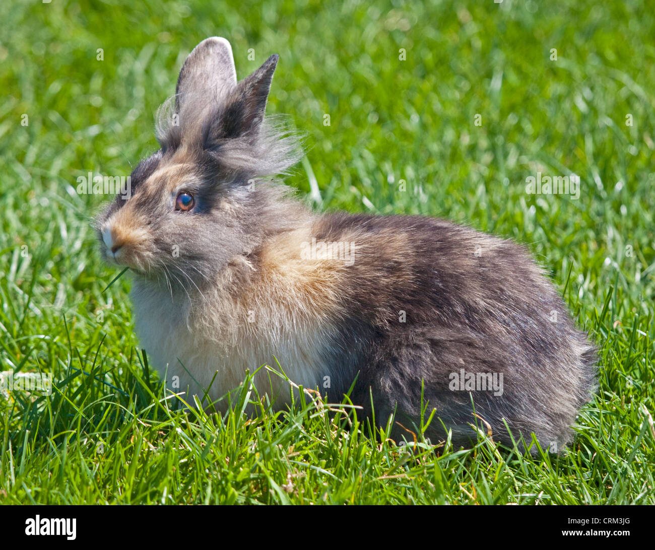 Harlequin Coloured Lionhead Rabbit Uk Stock Photo Alamy