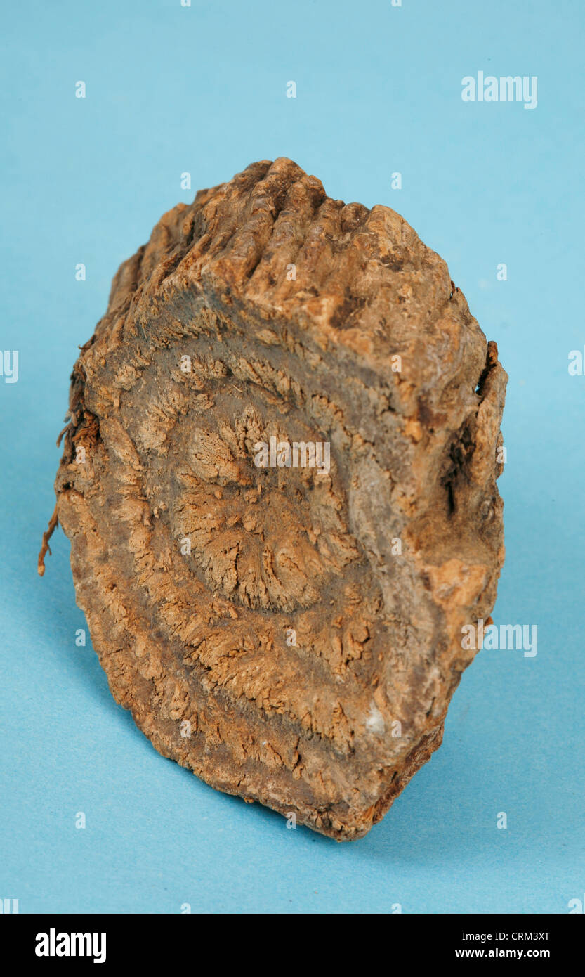 Krameria root is commonly known as rhatany Infusions have been used as a gargle, a lozenge, especially when mixed with cocaine, as a local hemostatic, and remedy for diarrhea. Stock Photo