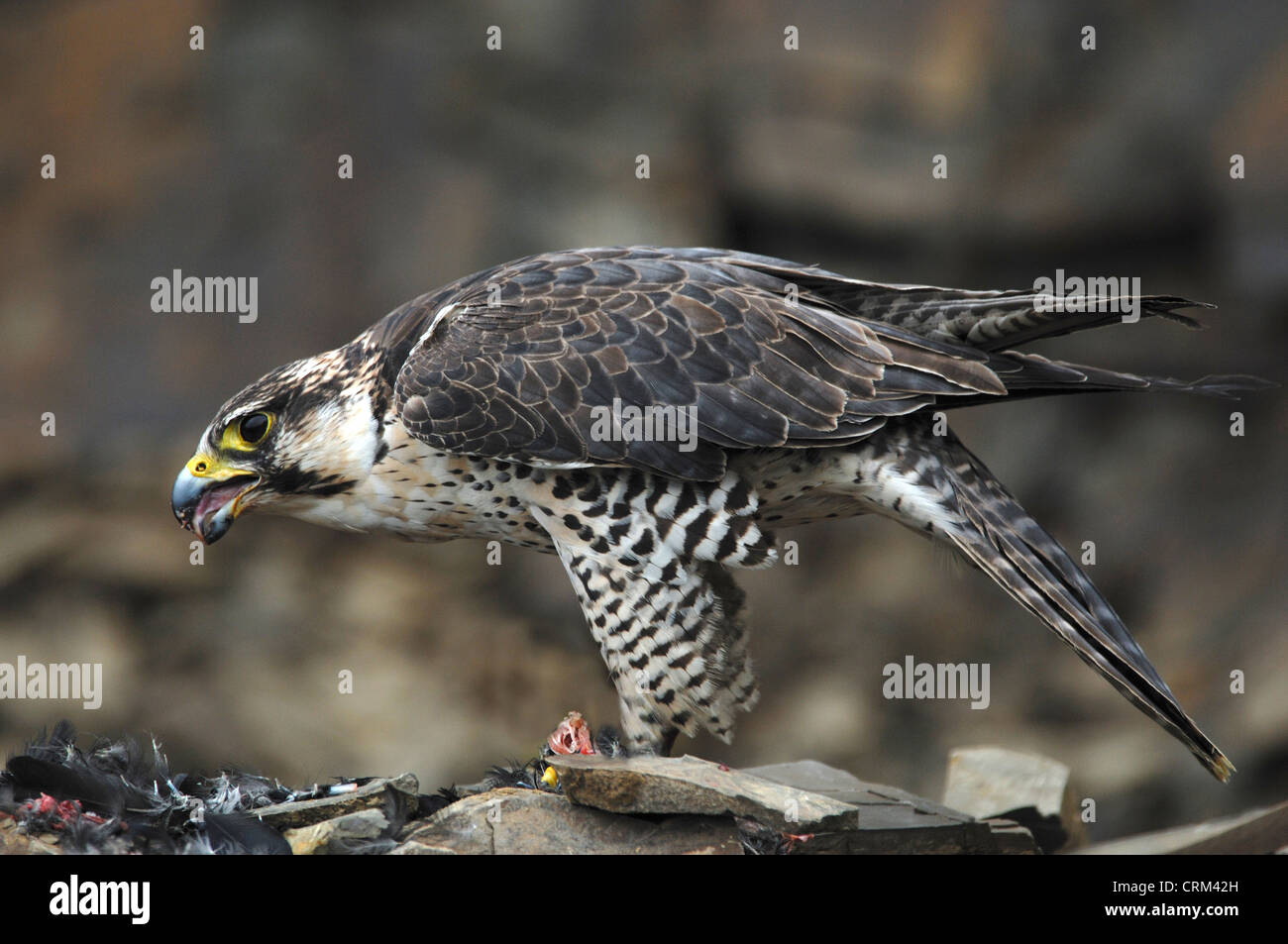juvenile peregrine falcon falco peregrinus Stock Photo - Alamy