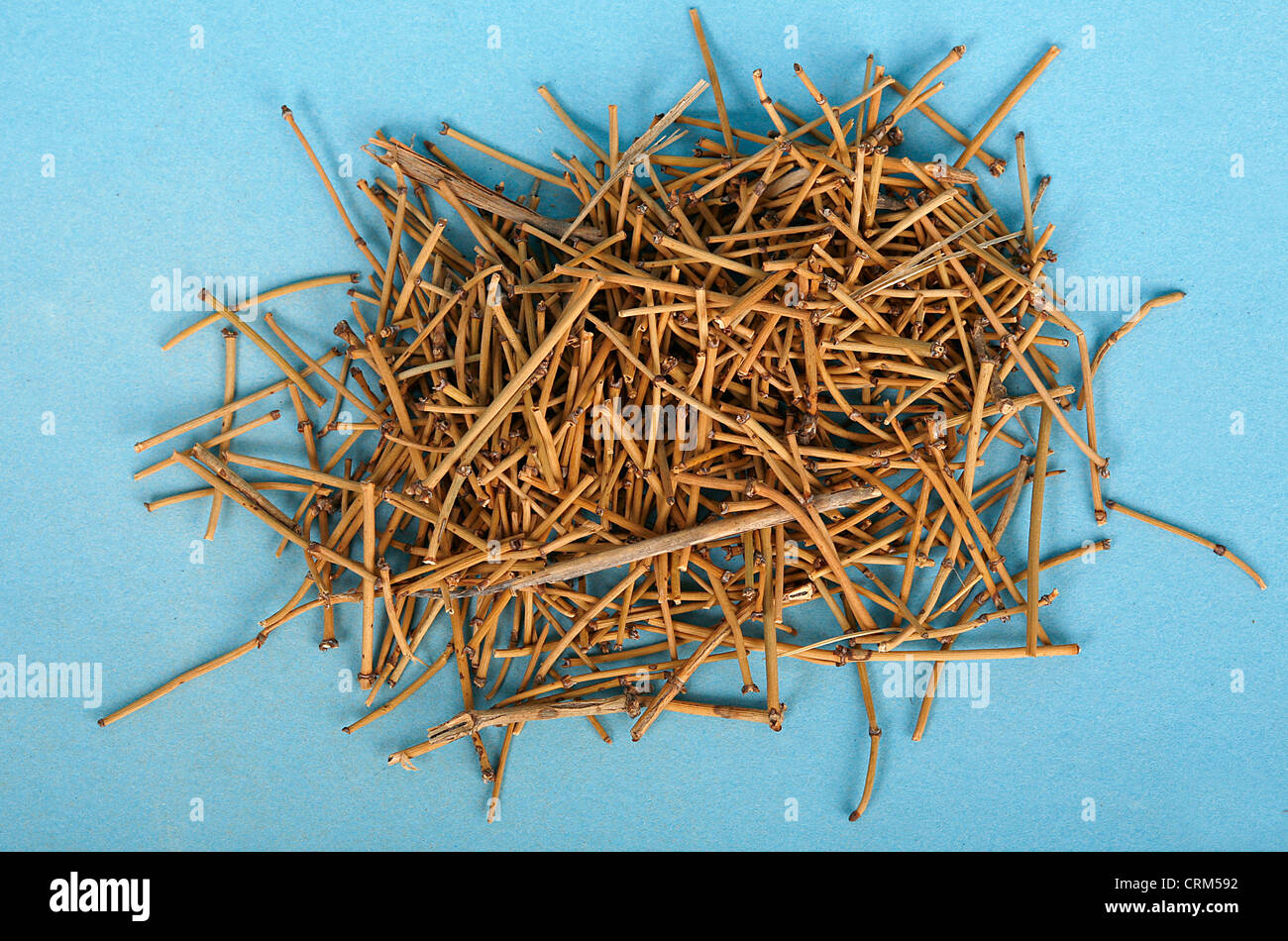 Ephedra has been used in traditional Chinese medicine for 5,000 years to treat asthma, hay fever and cold; in recent years the safety of ephedra-containing dietary supplements has been questioned in the US. Stock Photo