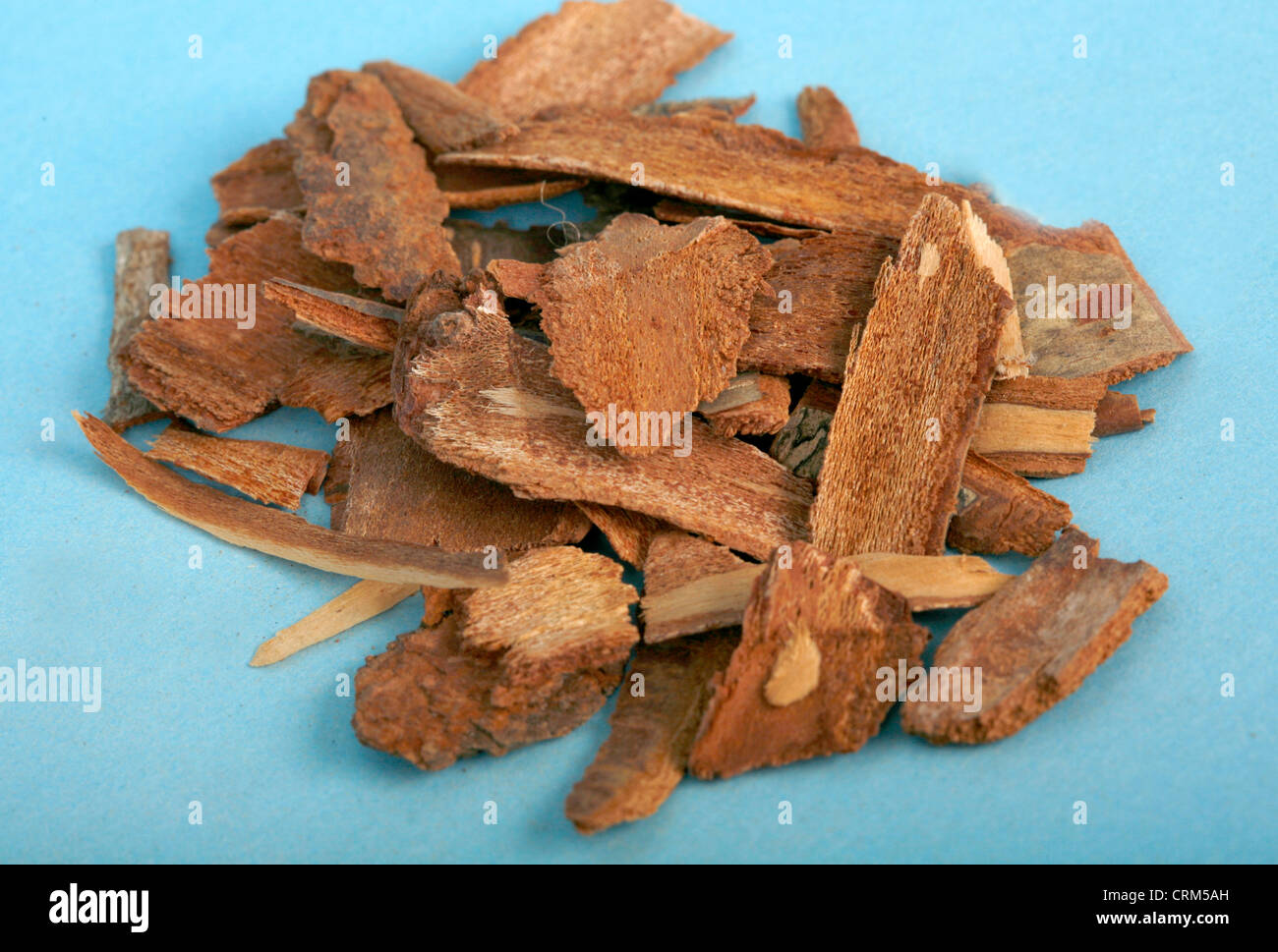 Cherry bark infused into a tea is used to treat sore throats, sores, burns, wounds. Stock Photo