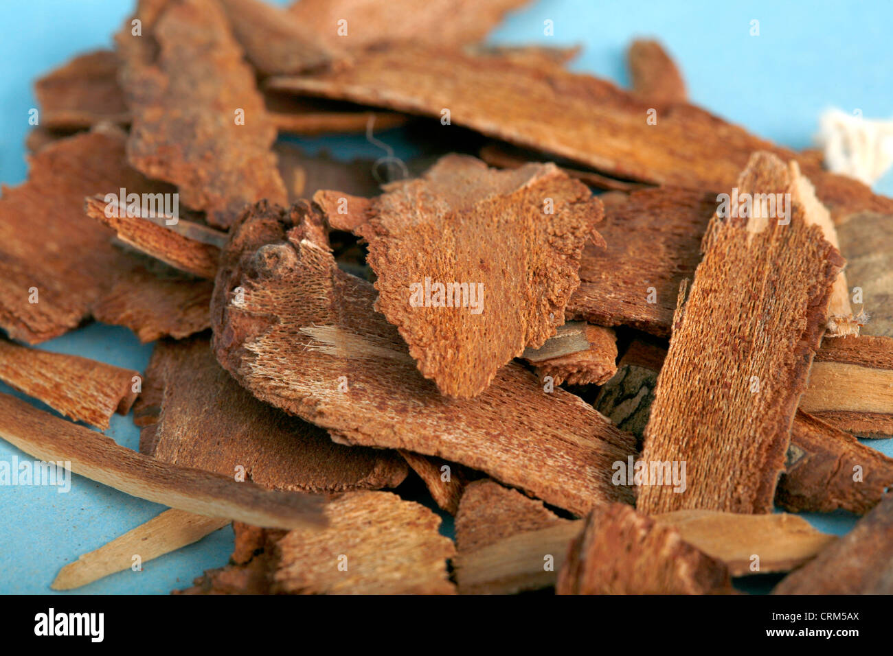 Cherry bark infused into a tea is used to treat sore throats, sores, burns, wounds. Stock Photo