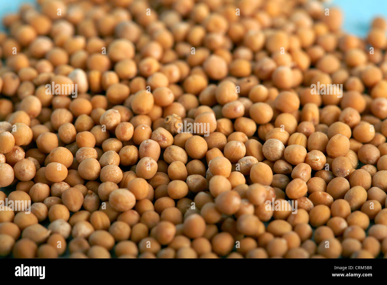 Mustard Seed has long been relied upon to improve the digestive system, promote a healthy appetite and to relieve obstinate hiccups. Stock Photo