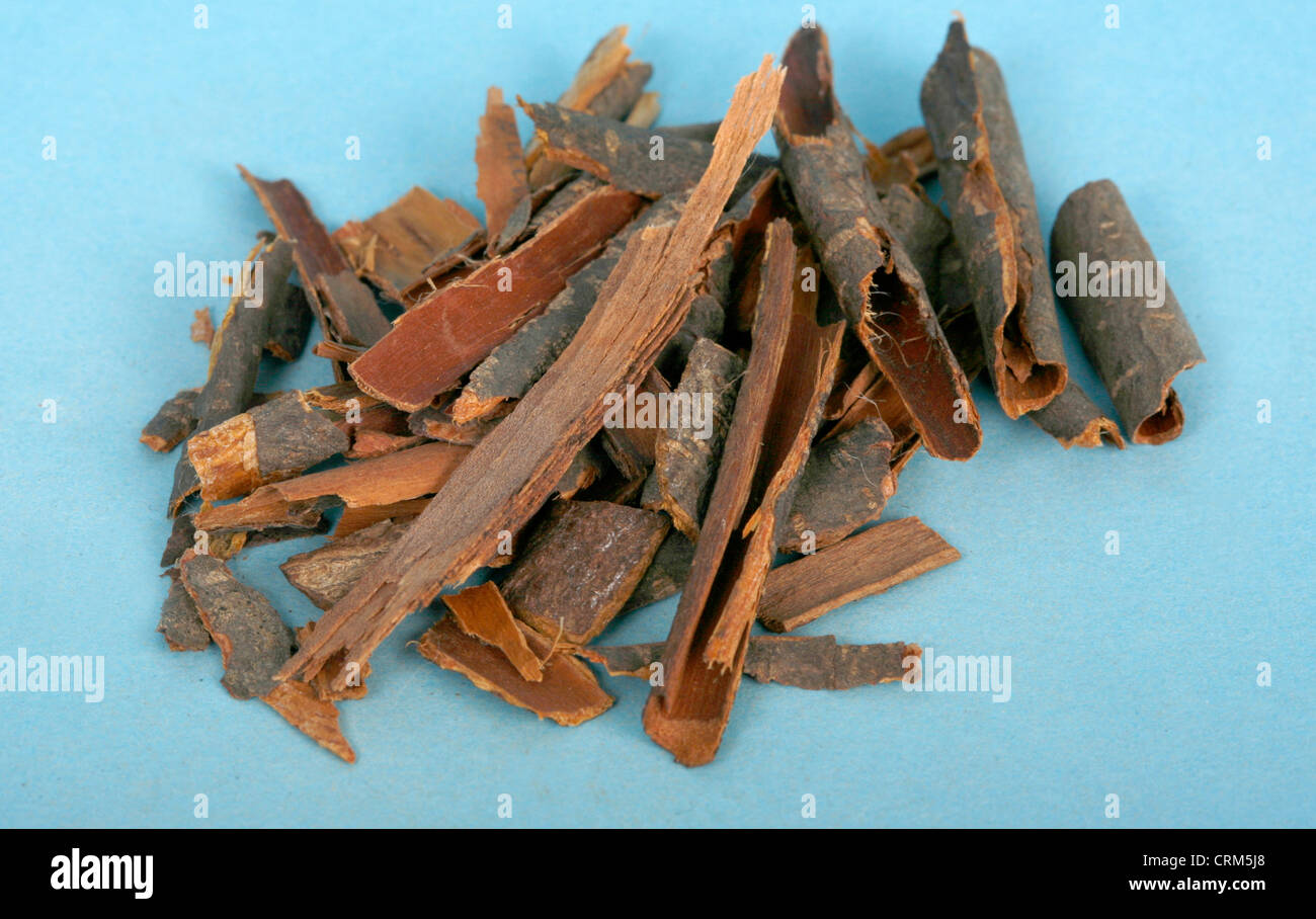 Frangula bark has been the principal ingredient in many commercial and over-the-counter laxatives in North America. Stock Photo