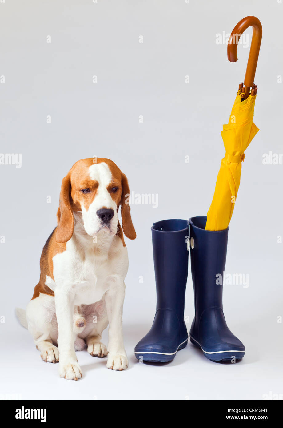 Beagle top rain boots