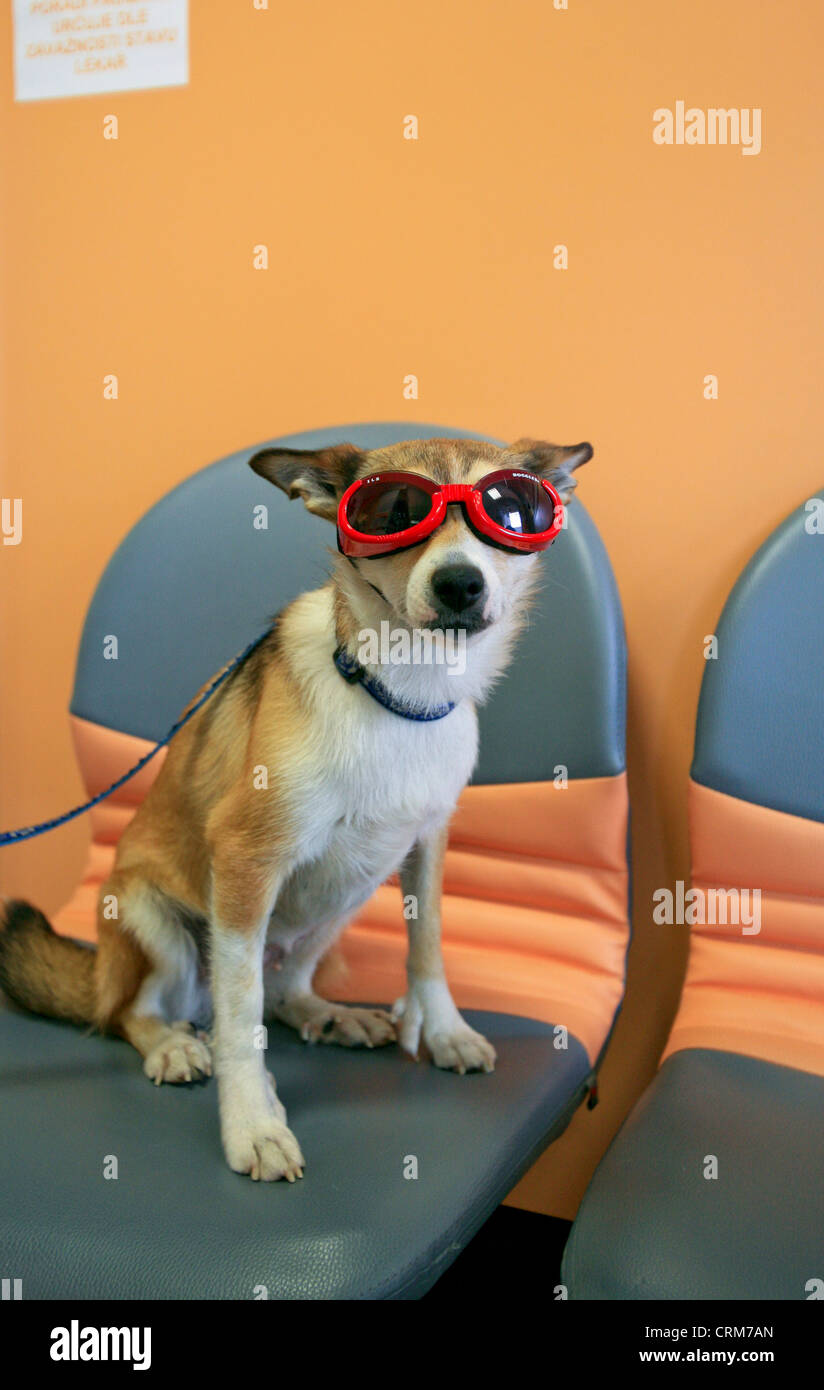 vet, veterinary, eyes, glasses, goggles, dog, checking, examines, July