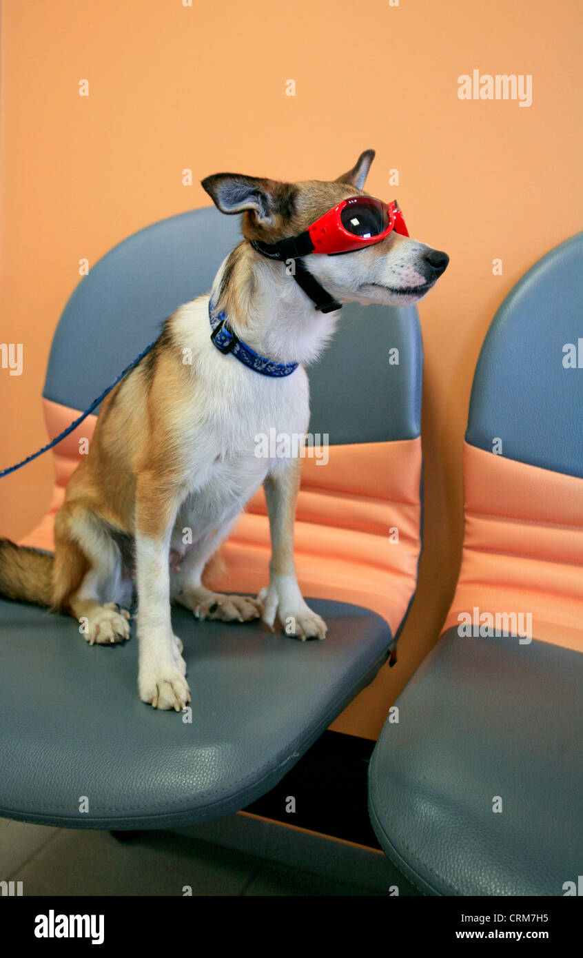 vet, veterinary, eyes, glasses, goggles, dog, checking, examines, July