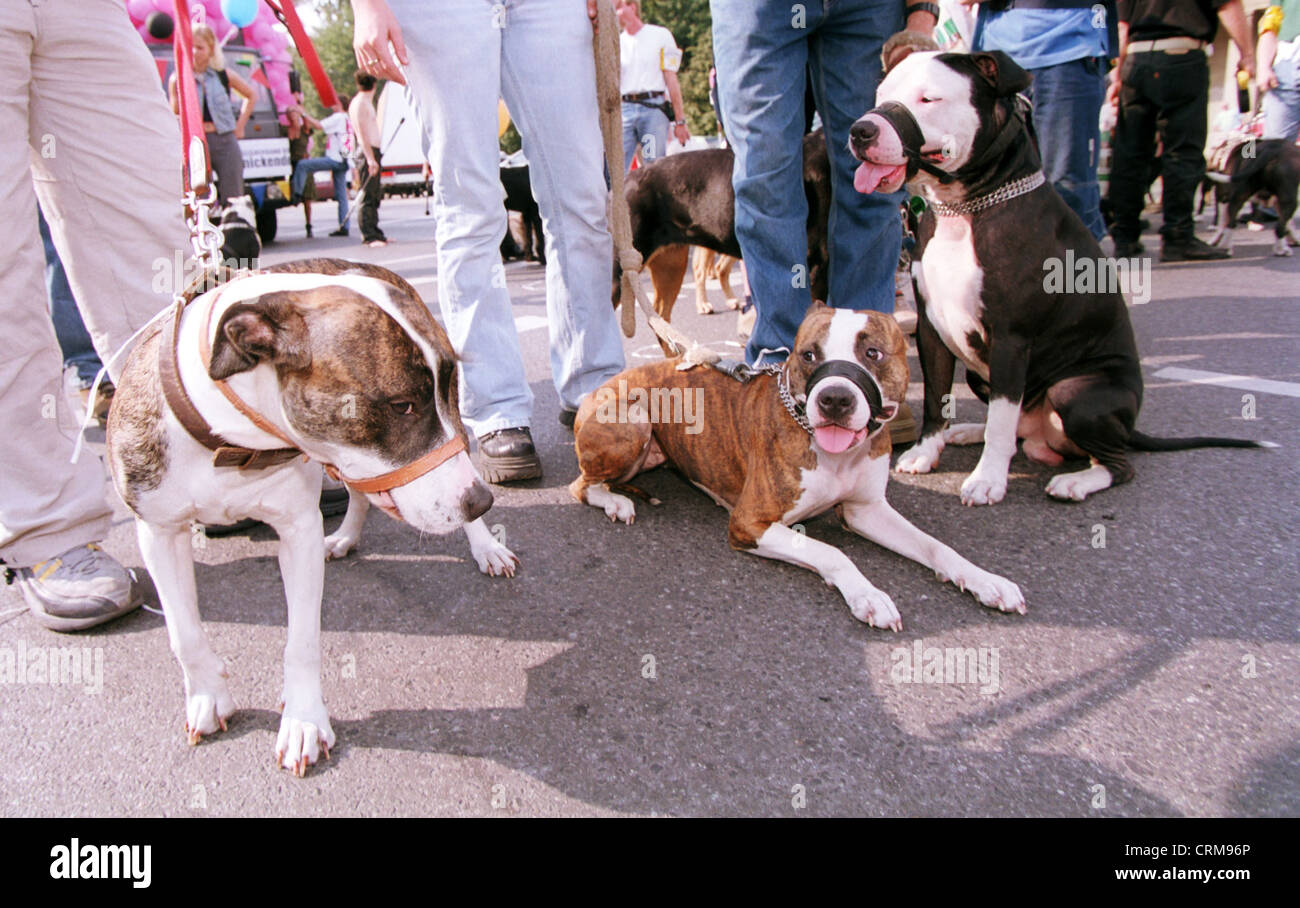 Attack dogs on the Fiffi Parade in Berlin Stock Photo