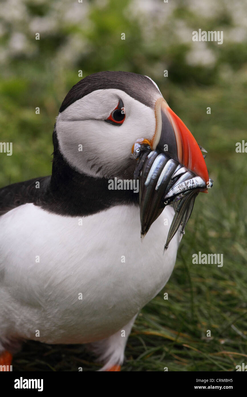 Puffin (Fratercula Arctica) with Sandeels Stock Photo