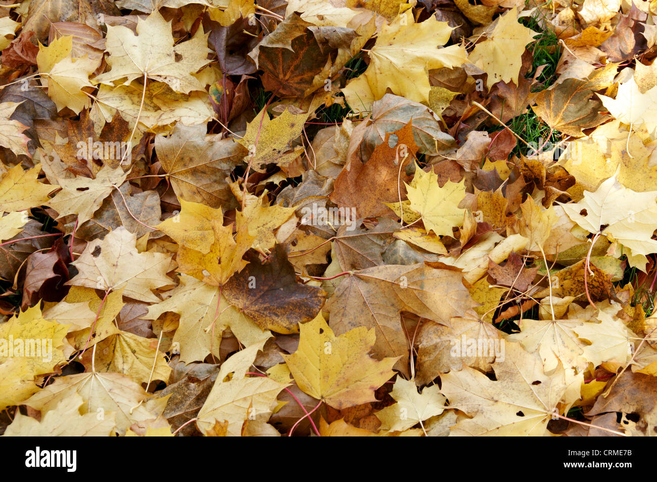 Autumn leaves on the ground in sunlight Stock Photo - Alamy
