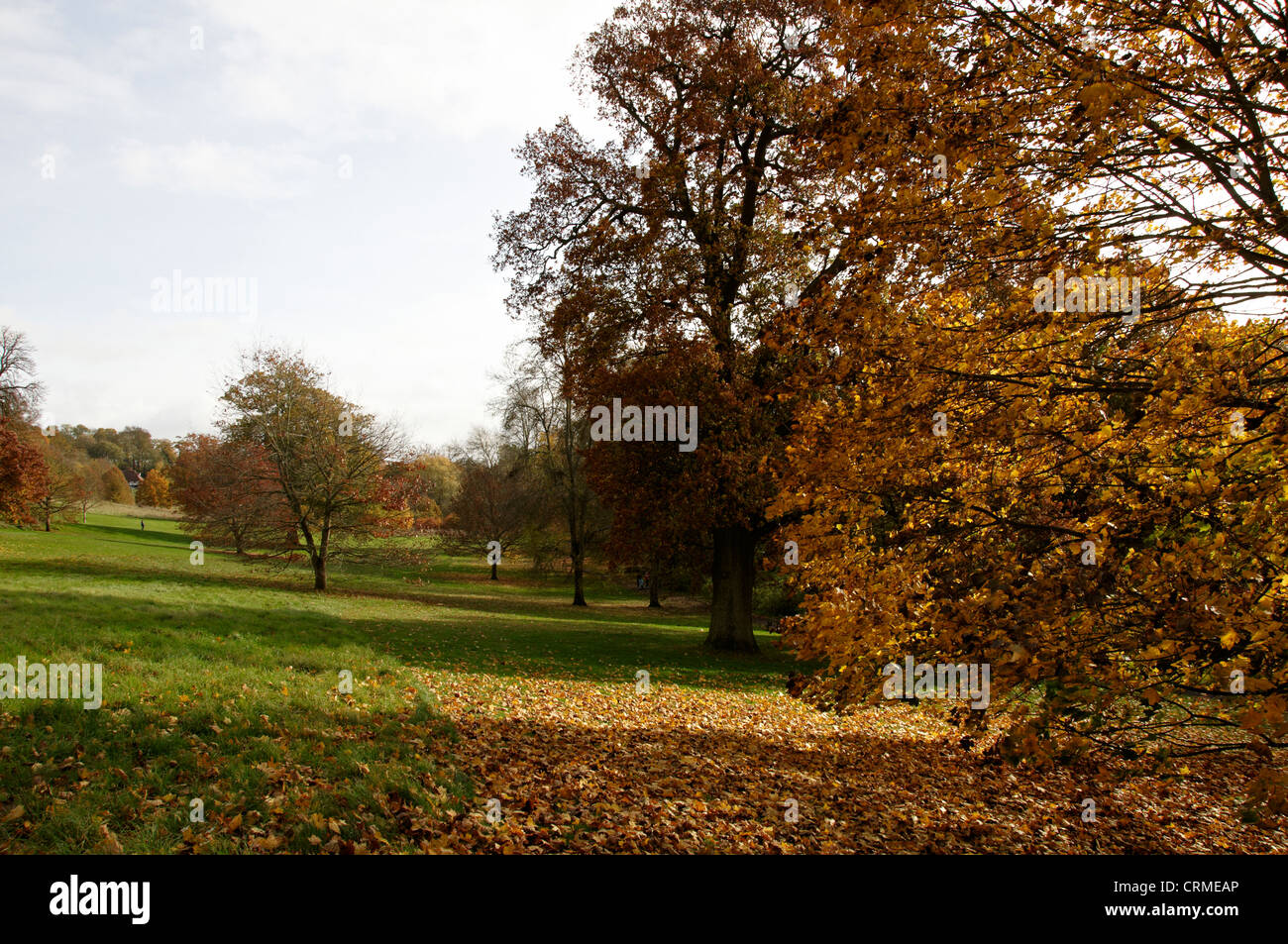 Trees in a park in Autumn Stock Photo