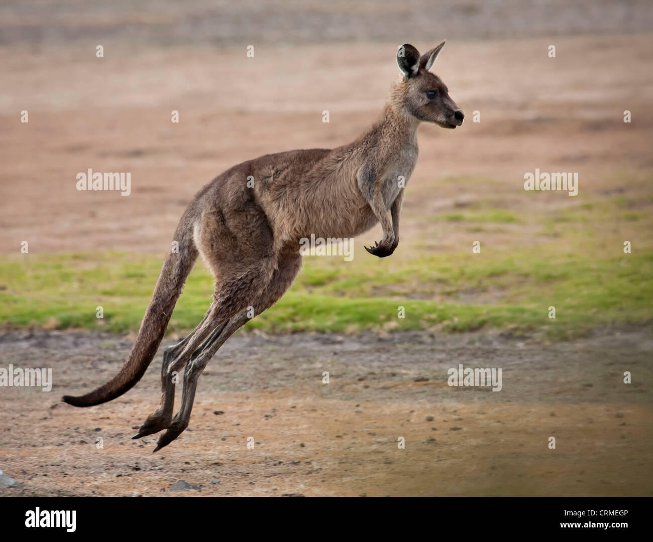 Eastern Grey Kangaroo Macropus giganteus joey hopping Stock Photo