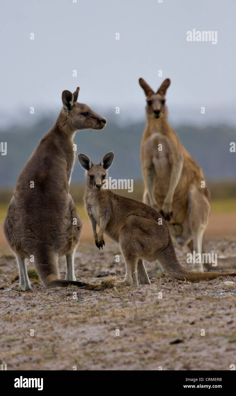 Eastern Grey Kangaroo Macropus giganteus family Stock Photo