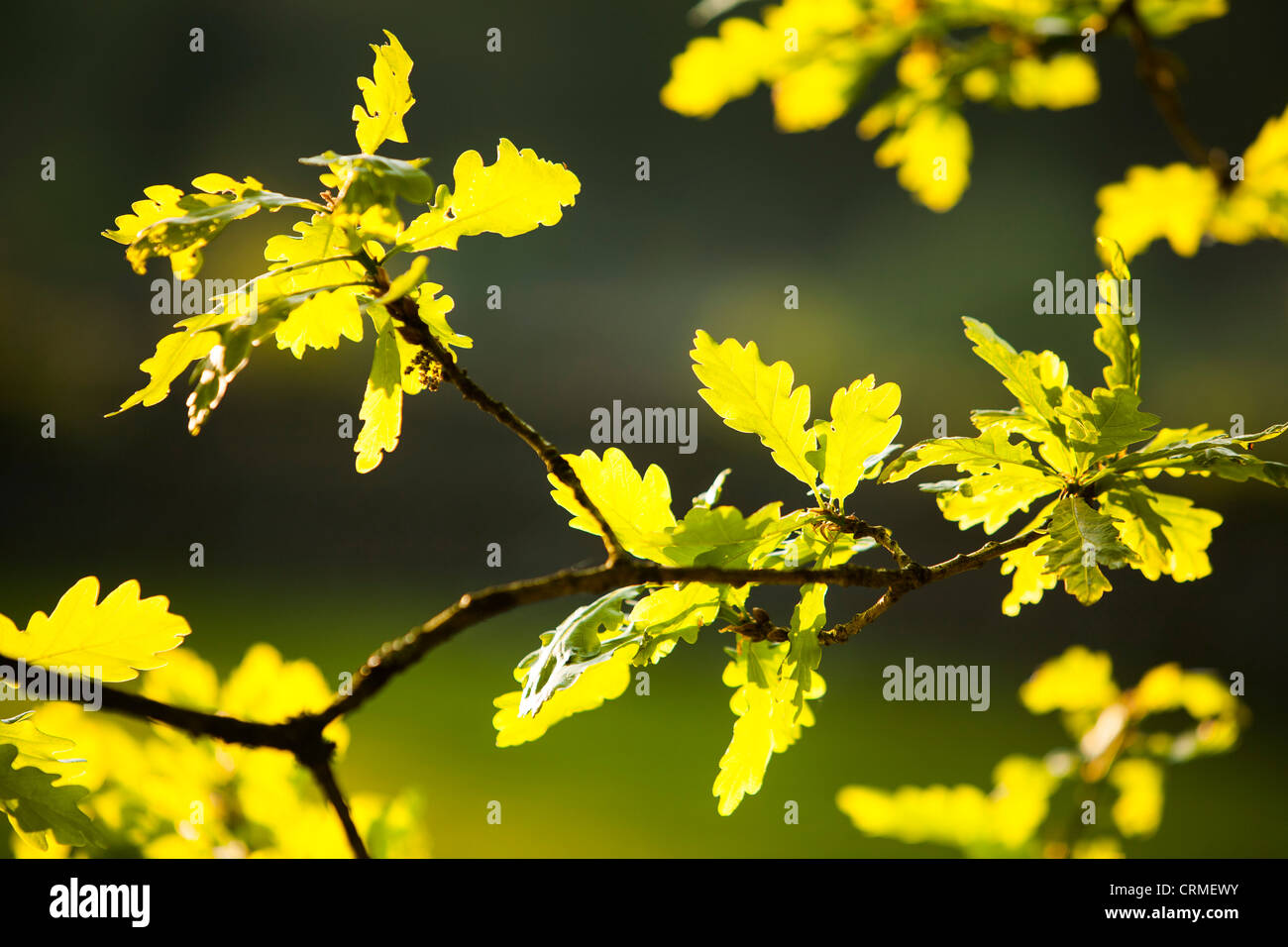 An Oak tree in Spring, Ambleside, Cumbria, UK Stock Photo Alamy
