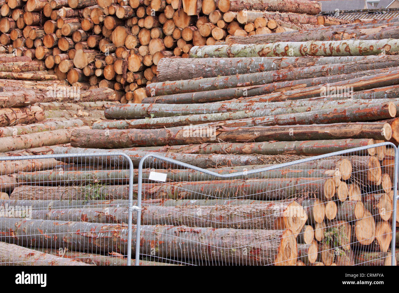 Logs stacked in a timber yard prior to shipment UK Stock Photo Alamy
