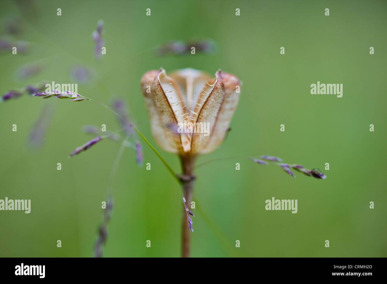 Fritillaria meleagris (Snakeshead Fritillary) seedhead in meadow grasses, Devon, United Kingdom, June Stock Photo