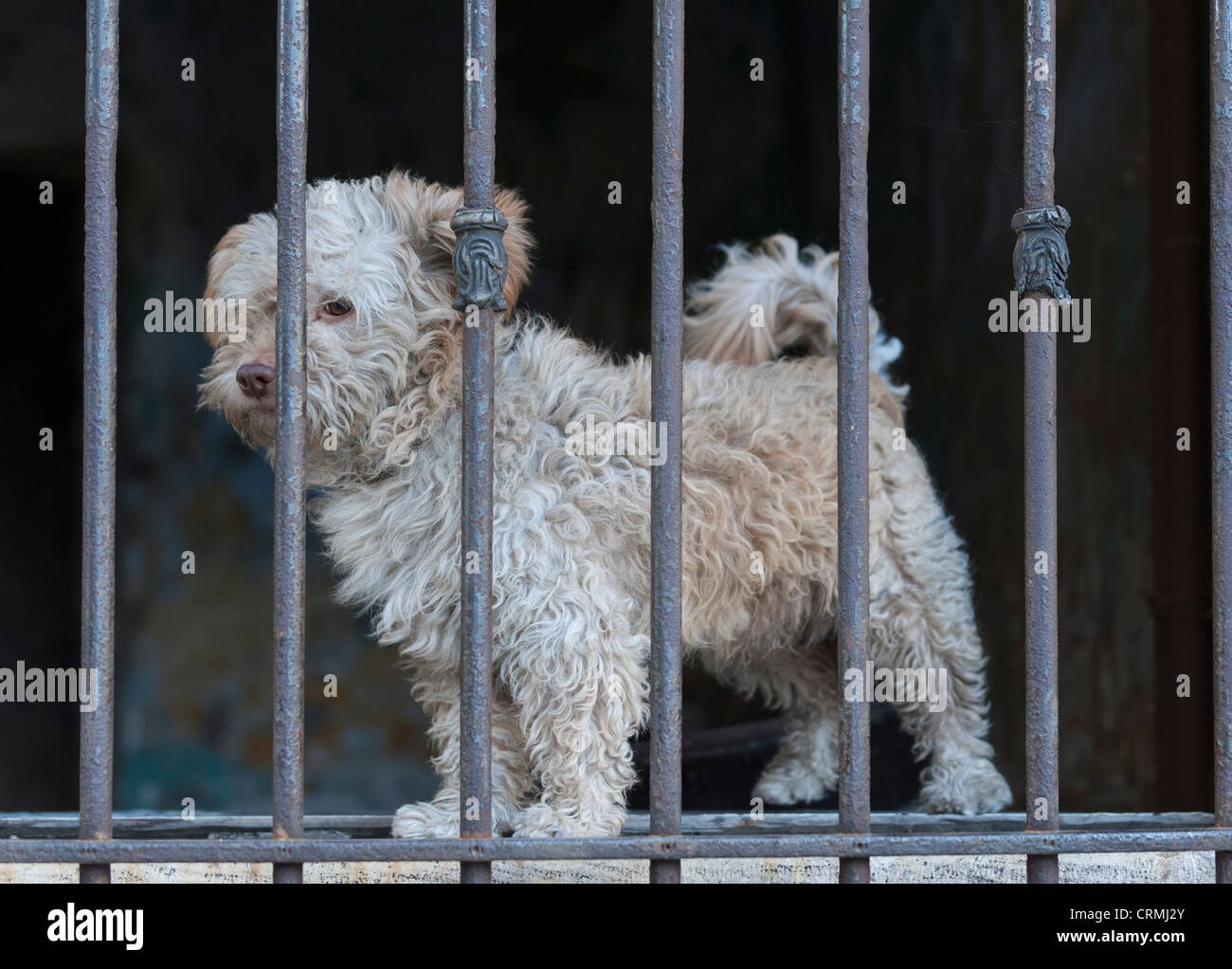 A dog behind a barred window in back street Istanbul Stock Photo