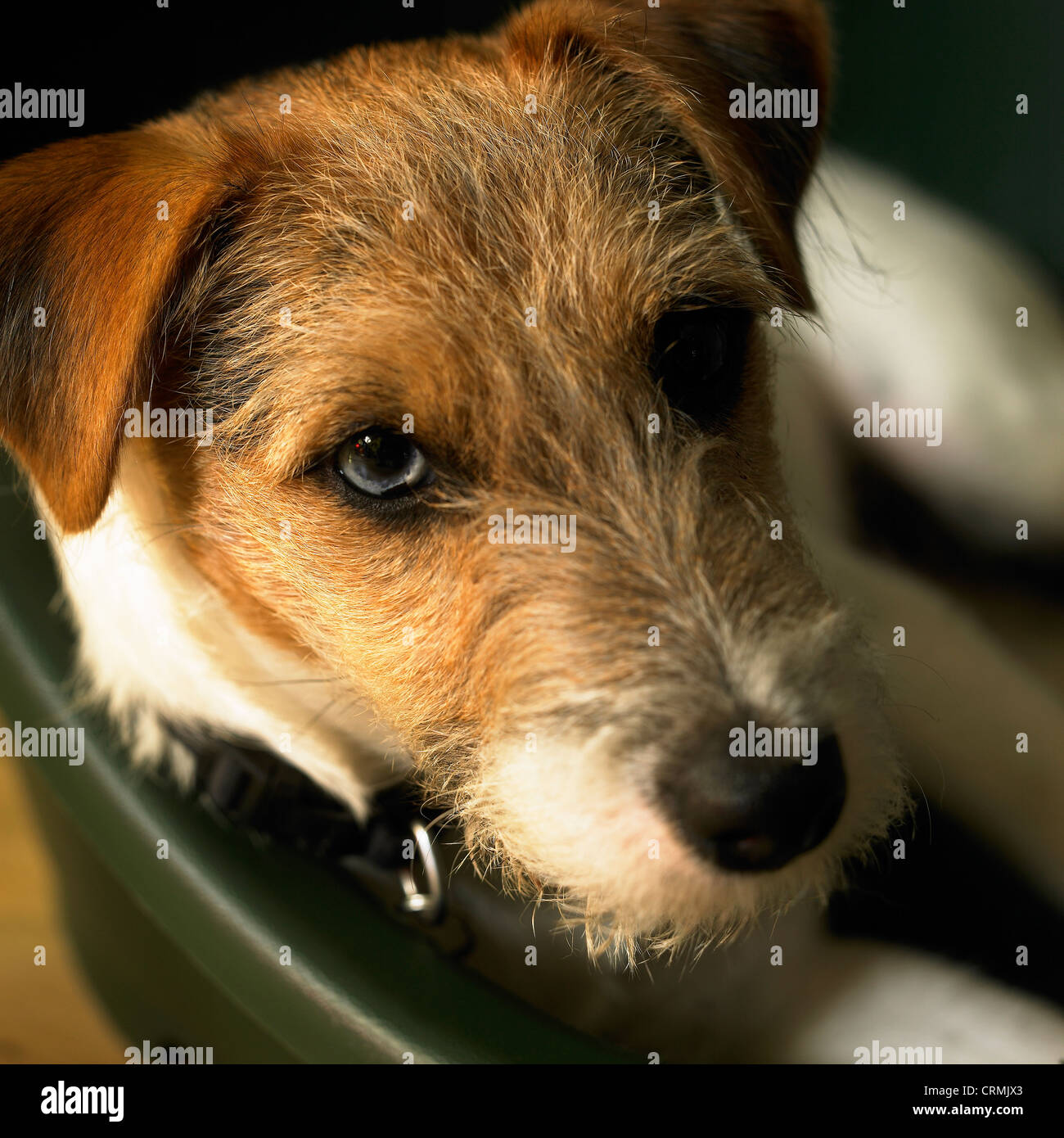 A Parson Russell terrier dog looking to camera Stock Photo