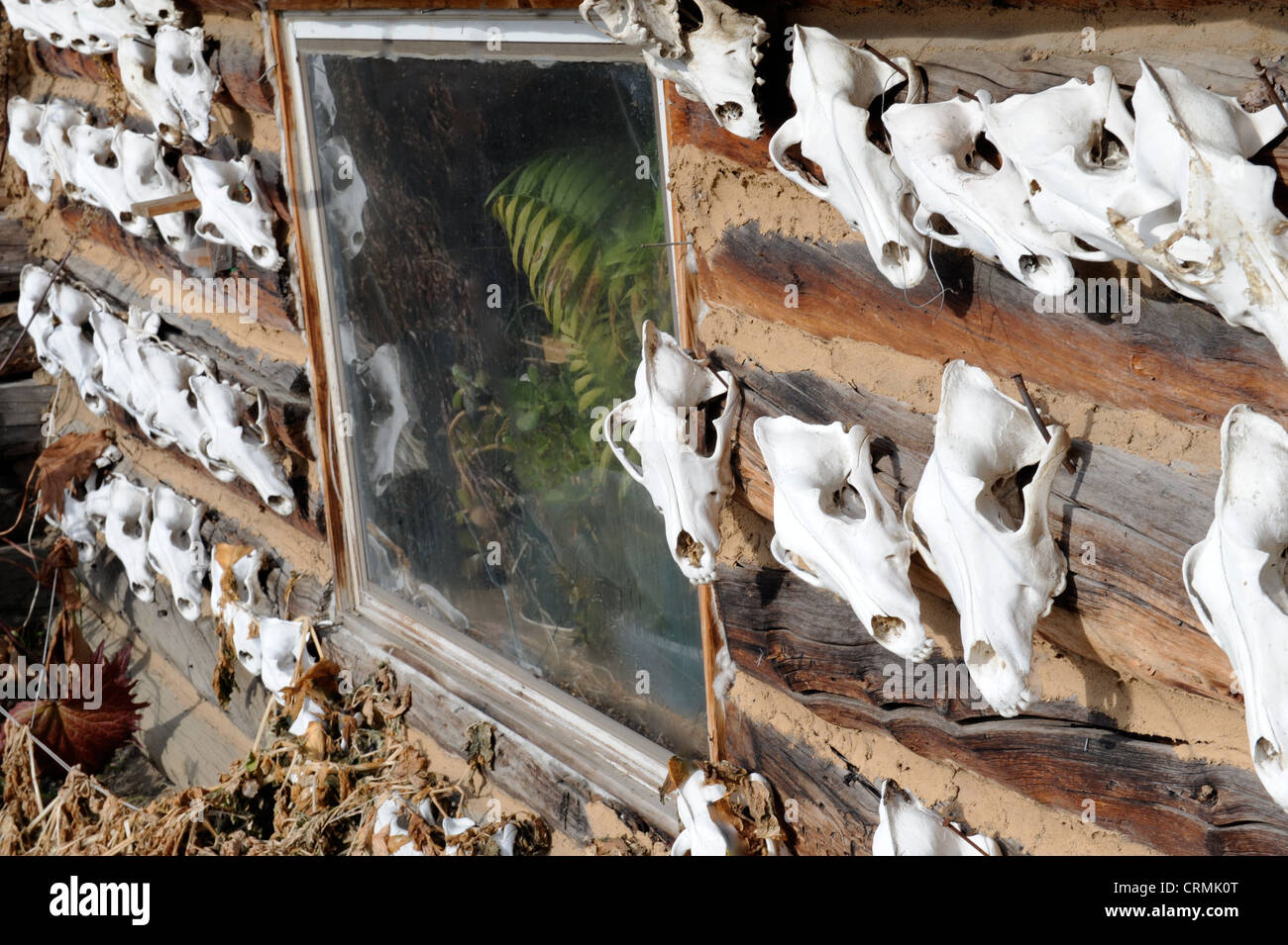 Hunting trophies or skulls on wall of log cabin in Wiseman, Dalton Highway, Alaska, US Stock Photo