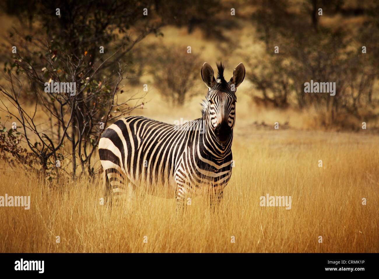 Zerbra in Africa in long golden grass Stock Photo