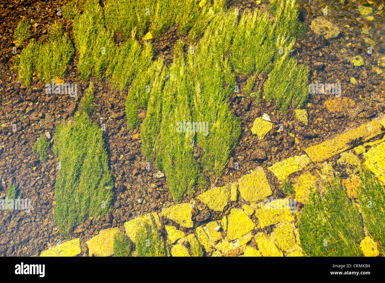 Water weed hi-res stock photography and images - Alamy