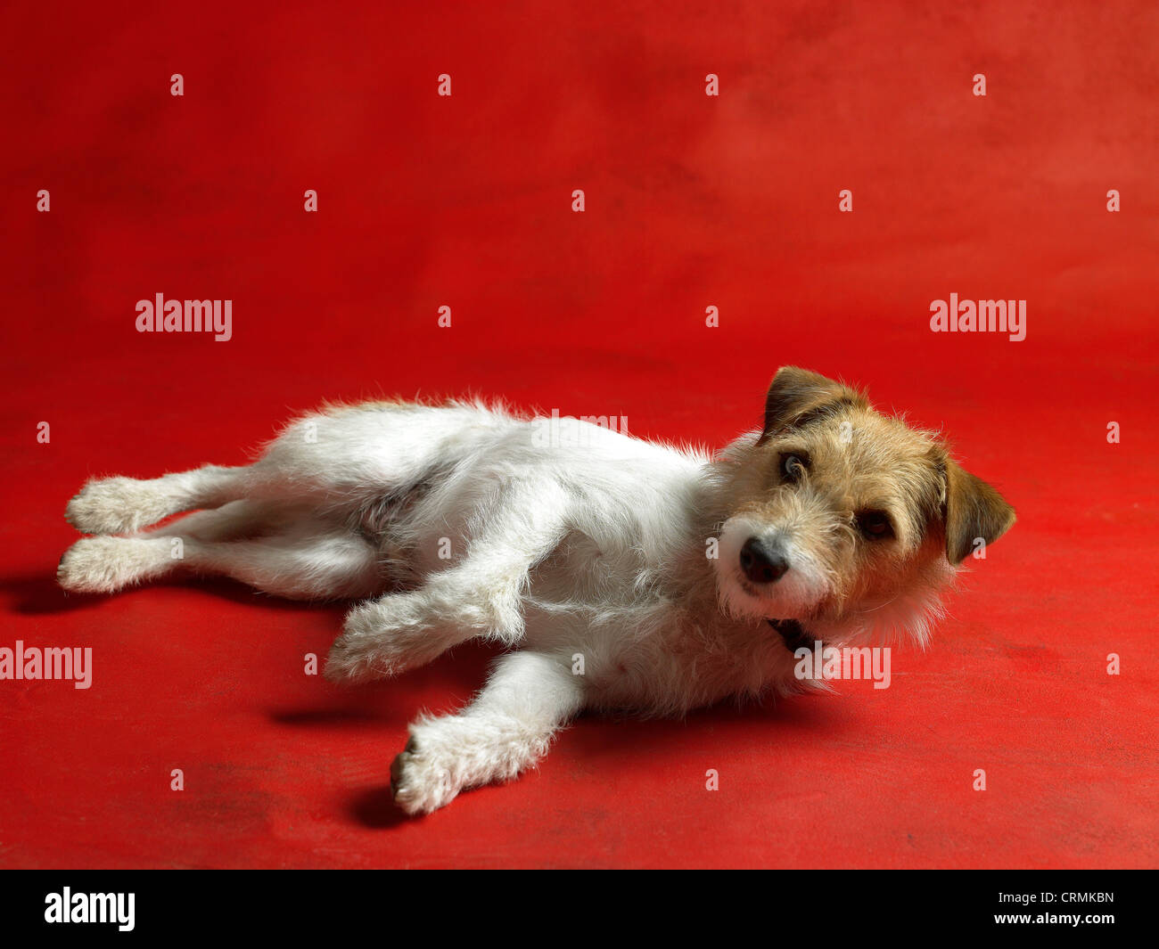 A Parson Russell terrier dog, lying on the floor Stock Photo Alamy