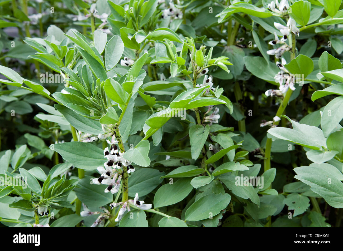 Broad bean plant with black fly on growing in garden Stock Photo