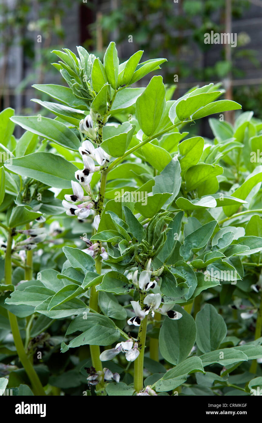 Broad bean plant with black fly on growing in garden Stock Photo