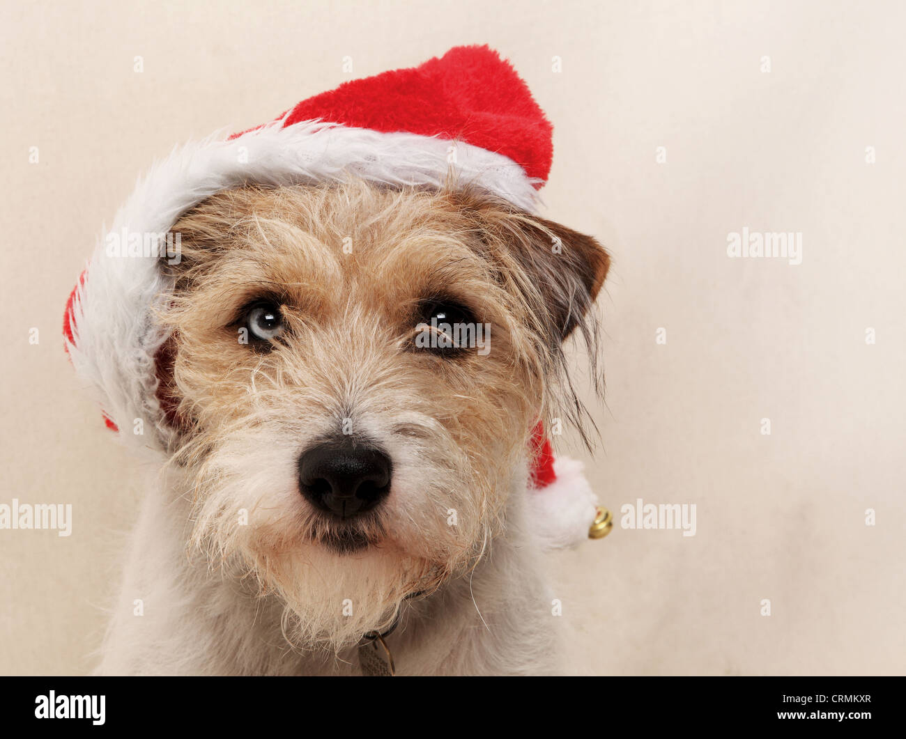 A Parson Russell terrier dog, wearing a red santa hat Stock Photo