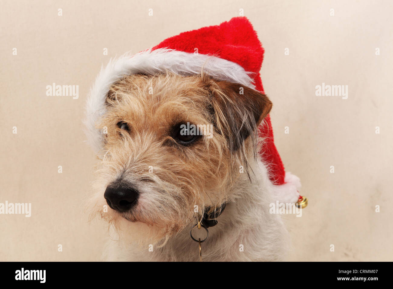 A Parson Russell terrier dog, wearing a red Santa hat Stock Photo