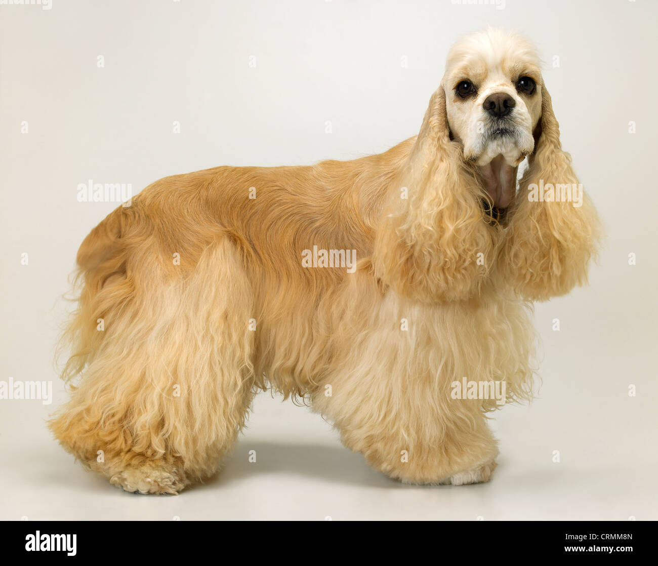 An American cocker spaniel dog, looking to camera Stock Photo