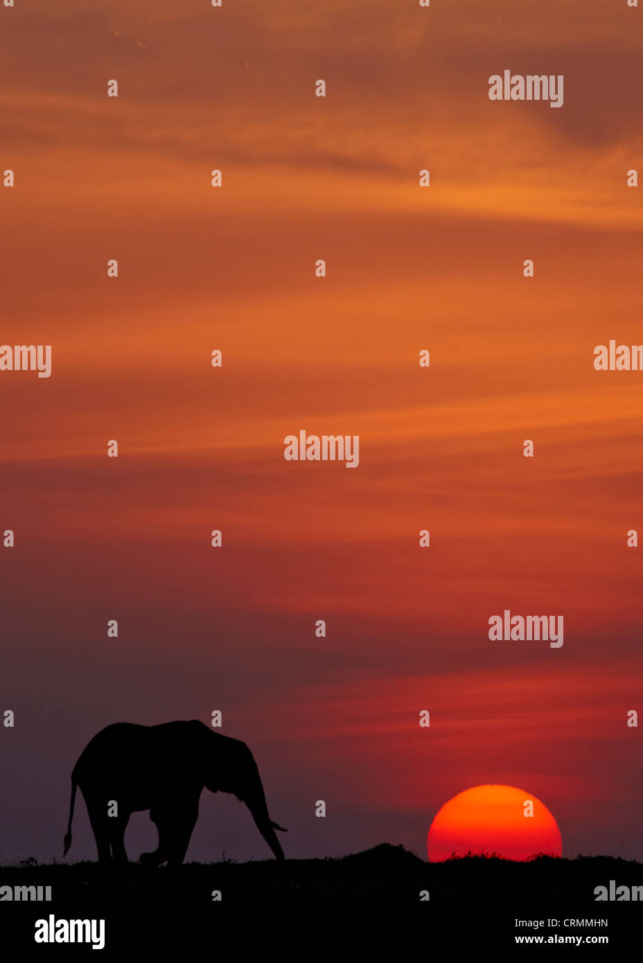 A lone bull elephant silhouetted against the setting sun in the Masai Mara, Kenya Stock Photo