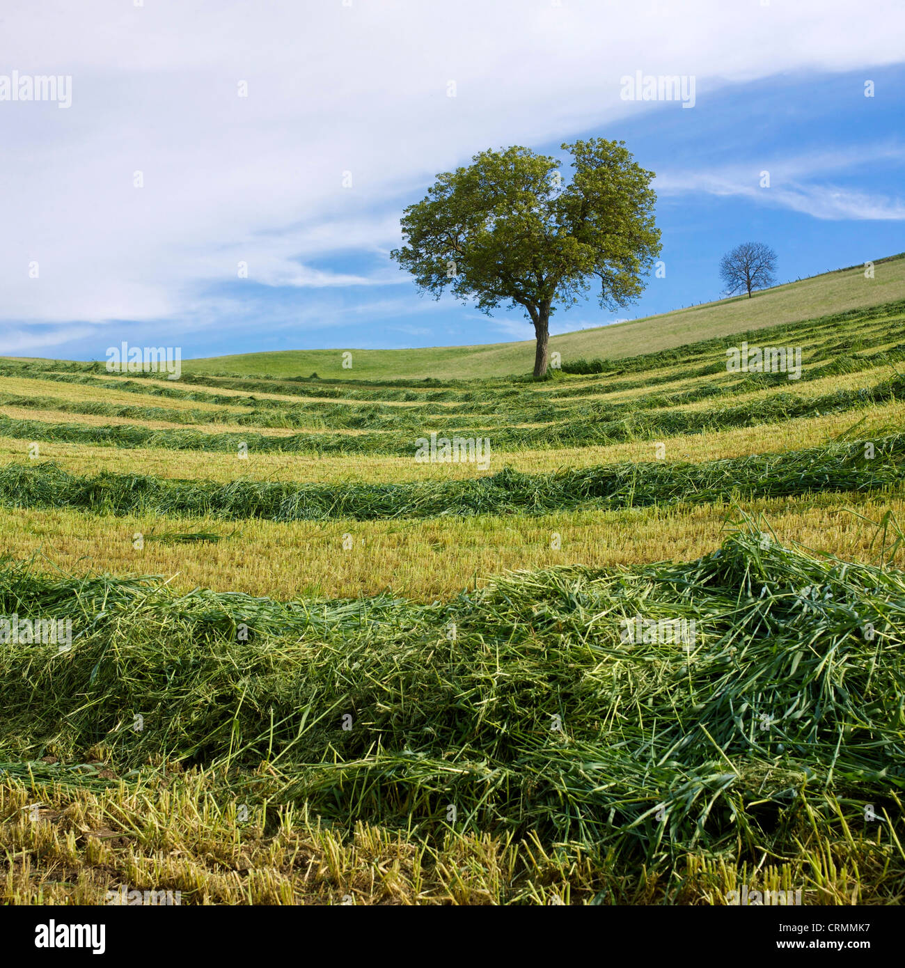 Tree in a mowed field Stock Photo - Alamy