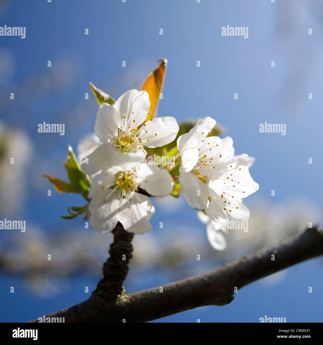 Beautiful white apple blossom on a tree in the Springtime spring season Stock Photo
