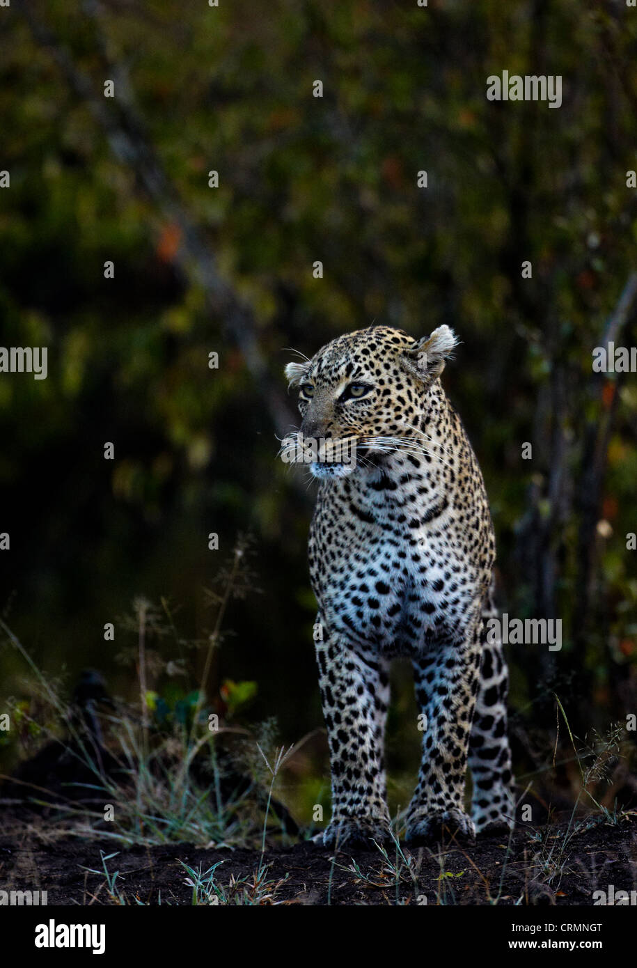 A lone leopard in the masai mara, kenya. Stock Photo