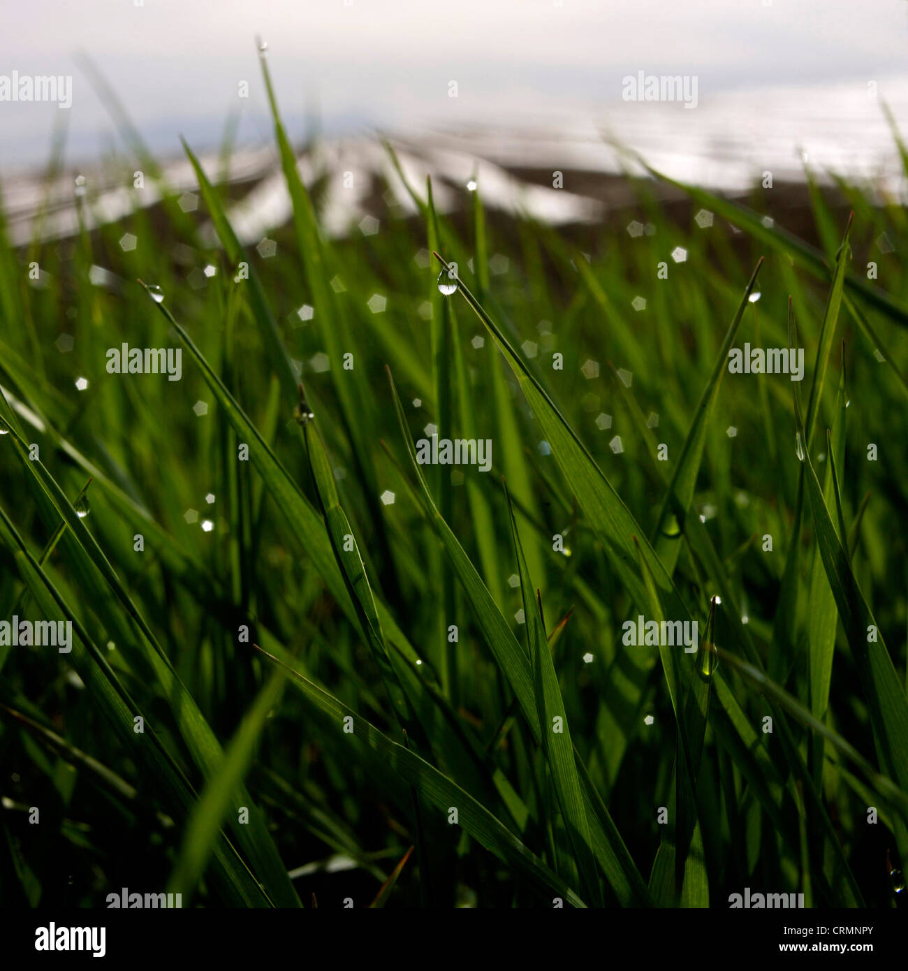 Blades of grass with water drops Stock Photo Alamy