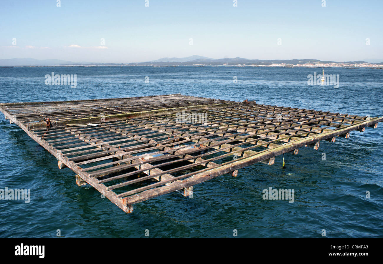 Raft culture of mussels Stock Photo Alamy