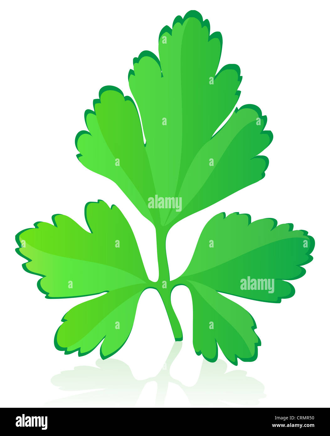 parsley illustration isolated on white background Stock Photo Alamy