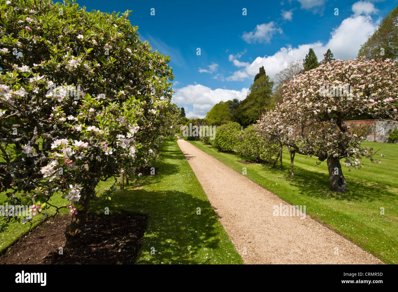 An avenue of blossoming apple and pear trees within the walled orchard of Rousham House, Oxfordshire, England Stock Photo