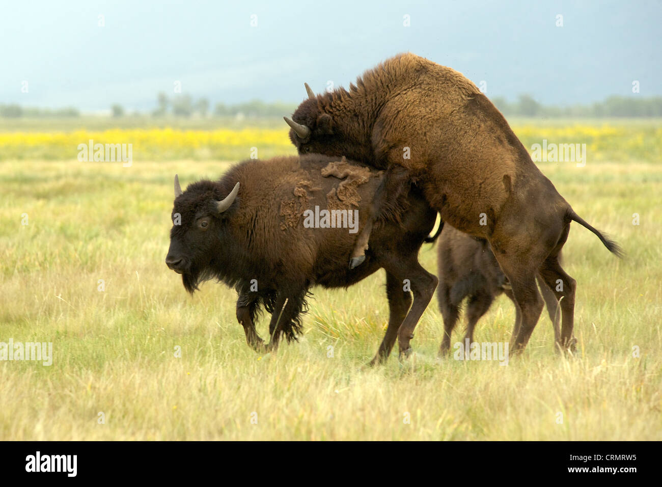Mating American bison (aka American buffalo) on grasslands on a free range farm, Colorado, US Stock Photo