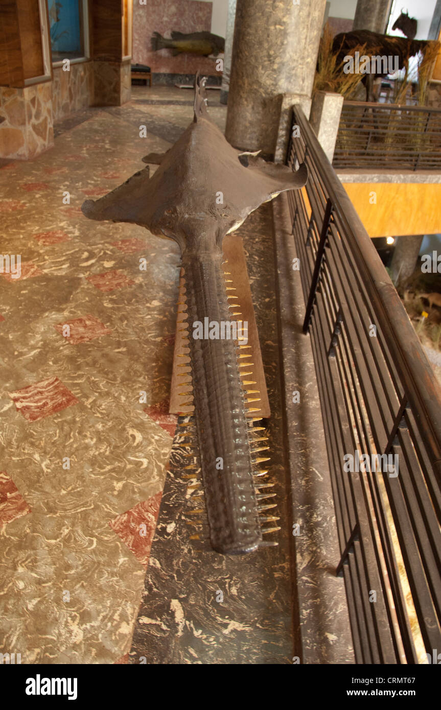 Africa, Mozambique. Capital city of Maputo, Museum of Natural History. Sawfish. Stock Photo